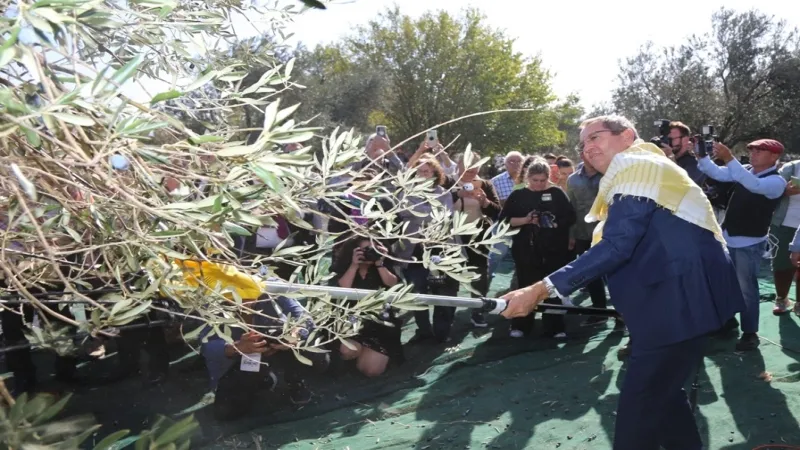 Ayvalık'ta 19. Zeytin Hasat ve Turizm Festivali heyecanı