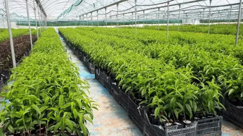 Bu yıl 550 milyona yakın fidan toprakla buluşacak