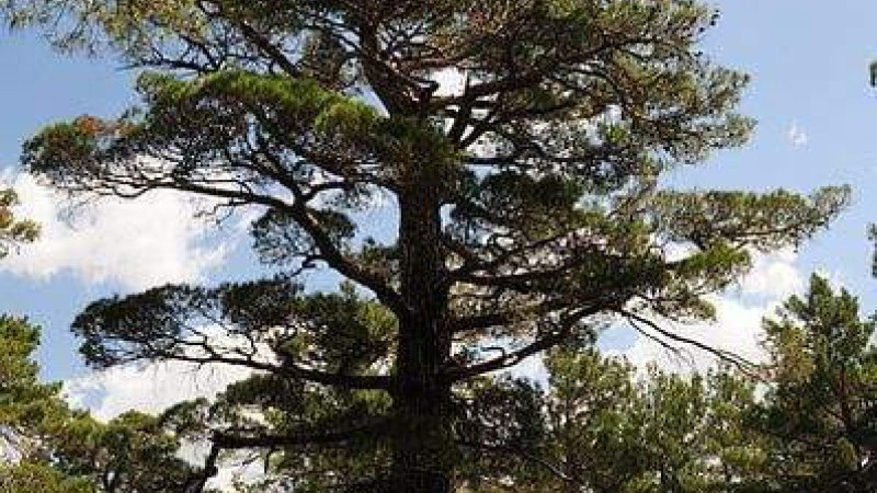 Prof.Dr.Cantürk Gümüş Uyarıyor: “TÜRKİYE’NİN SİGORTASI: KIZILÇAM ORMANLARI”