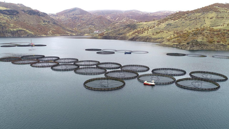 Türk somonu dünya pazarında büyüyor: Hedef milyar dolar