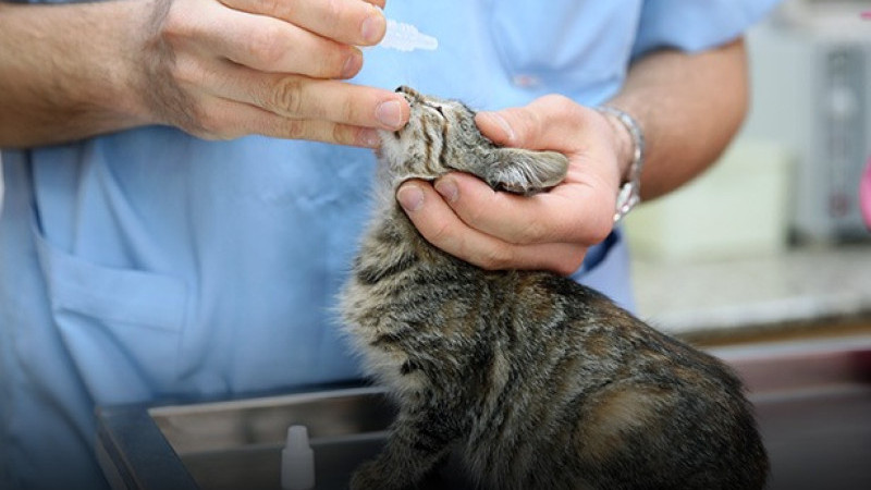 Zeytinburnu’nda Sahipsiz Hayvanları Kısırlaştırma Çalışmaları Sürüyor