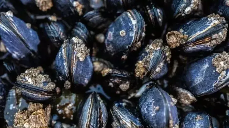 Terme’de Yasaklı Midye Avcılığına Ağır Ceza: 9 Kişiye 317 Bin Lira