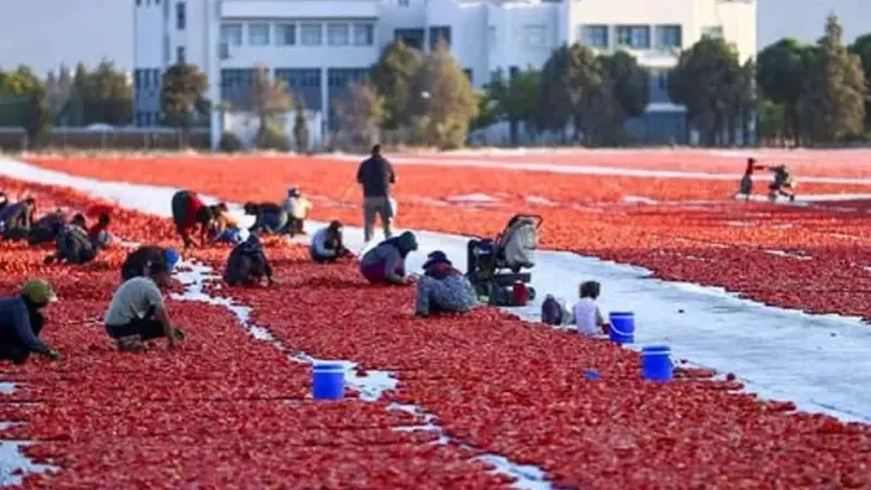 Antalya’nın kurutulmuş domatesi 91 ülkeye ihraç edildi: Hedef 100 milyon dolar