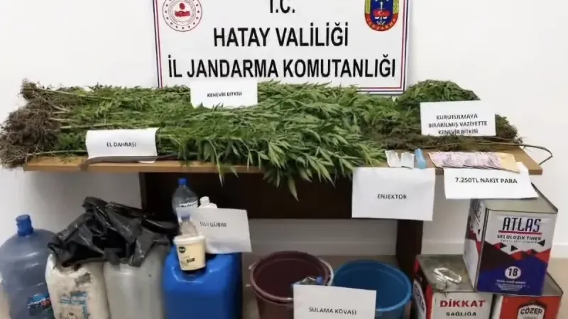 Hatay Dörtyol'da kenevir operasyonu: 1 şüpheli tutuklandı
