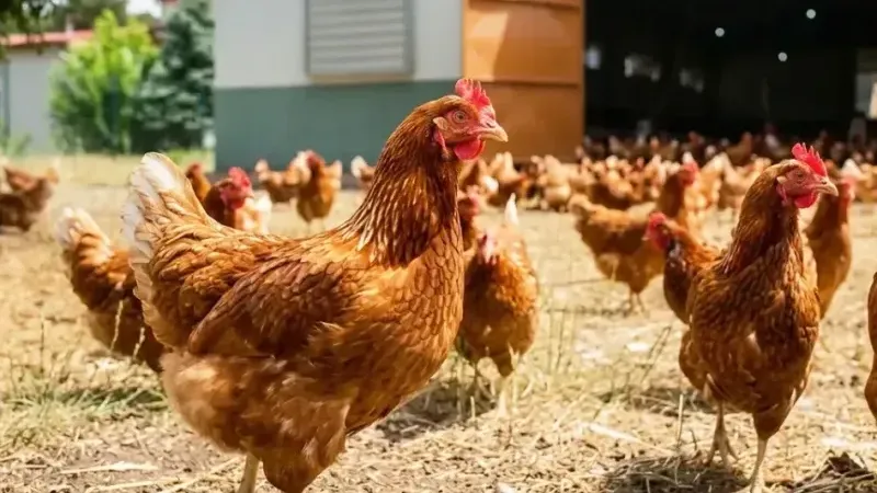 Kümes hayvancılığında temmuz verileri açıklandı