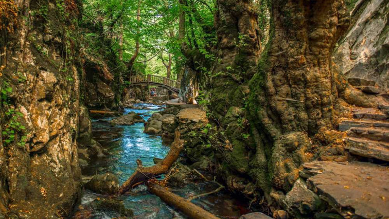 Kazdağları’nda Yeni Tür Keşfi: Dünyadaki 13’üncü Örnek ÇOMÜ’den