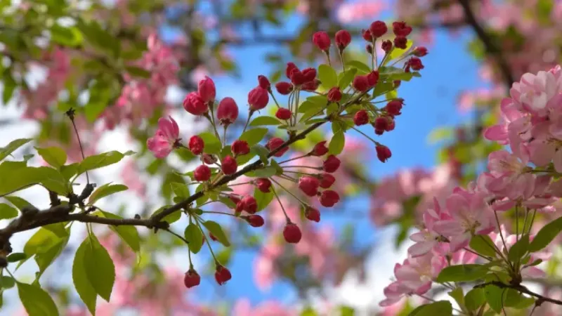 Son cemre toprağa düştü: Baharın habercisi geldi
