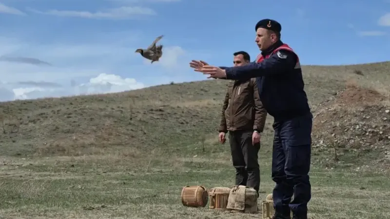 Kars’ta kaçak avcılığa darbe: 51 keklik doğaya bırakıldı
