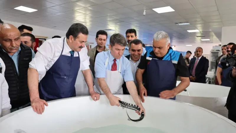 “Siyah inci” Karadeniz’e dönüyor