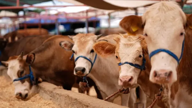 Kurban Bayramı tatili 9 güne çıkarıldı
