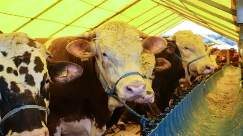 Kurban Bayramı’nda 3,3 milyon kurbanlık kesilmesi bekleniyor