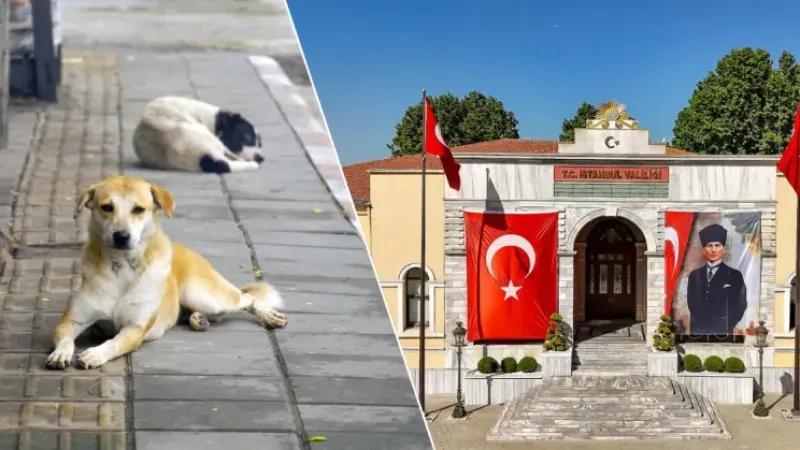 Valilikten net mesaj: Sokak hayvanlarında geri adım yok
